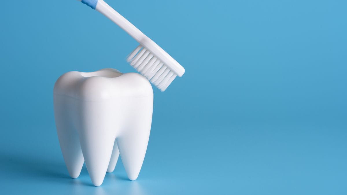 Tandmodel met tandenborstel bij terugbetaling tandprothese.